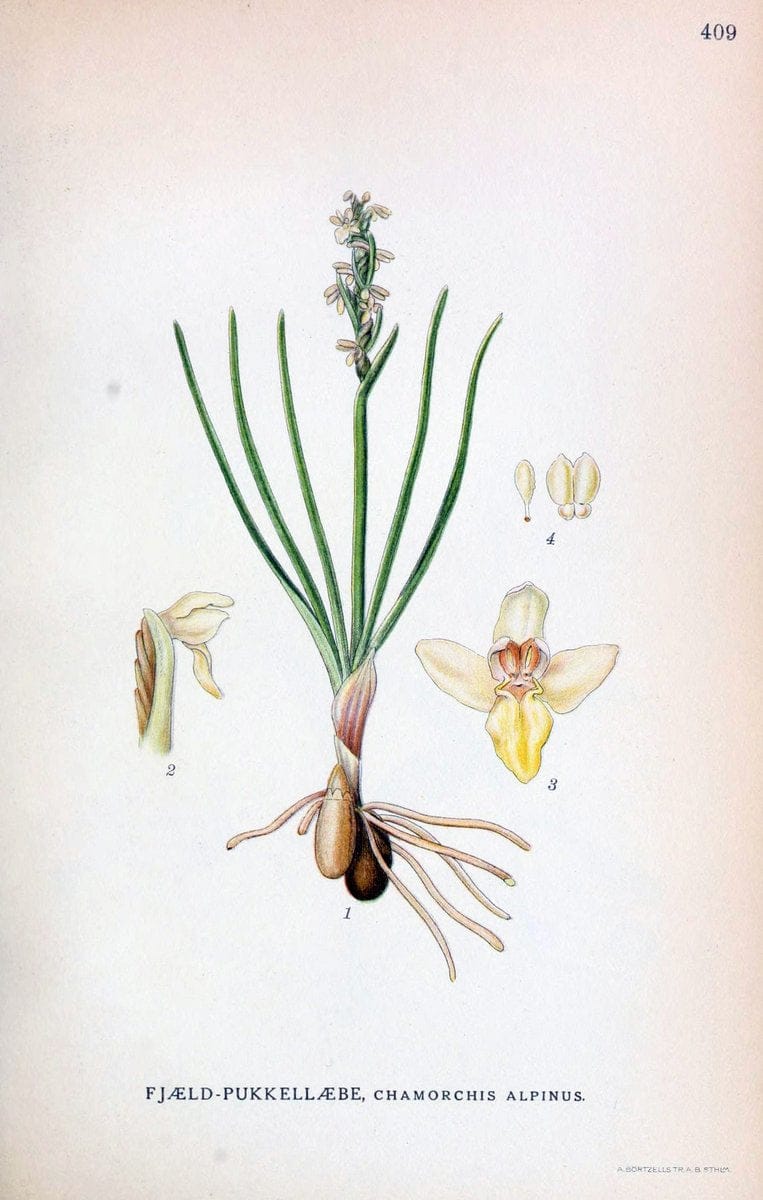 Billeder af nordens flora,.KÃ¸benhavn,G.E.C. Gad's forlag,1917-1927.  | Finland "Pictorial works" Plants Scandinavia  | Vintage Print Reproduction 461327