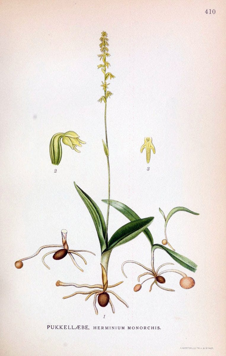 Billeder af nordens flora,.KÃ¸benhavn,G.E.C. Gad's forlag,1917-1927.  | Finland "Pictorial works" Plants Scandinavia  | Vintage Print Reproduction 461328