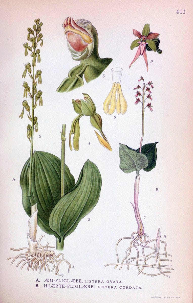 Billeder af nordens flora,.KÃ¸benhavn,G.E.C. Gad's forlag,1917-1927.  | Finland "Pictorial works" Plants Scandinavia  | Vintage Print Reproduction 461329