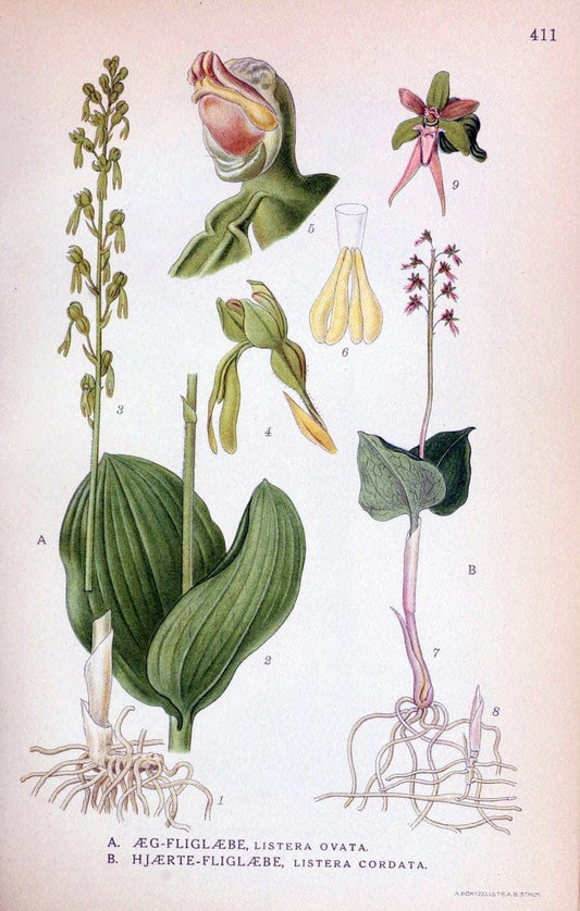 Billeder af nordens flora,.KÃ¸benhavn,G.E.C. Gad's forlag,1917-1927.  | Finland "Pictorial works" Plants Scandinavia  | Vintage Print Reproduction 461329