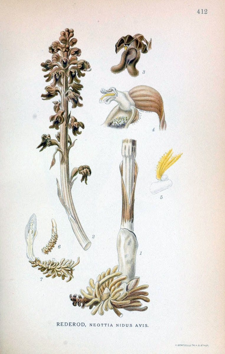 Billeder af nordens flora,.KÃ¸benhavn,G.E.C. Gad's forlag,1917-1927.  | Finland "Pictorial works" Plants Scandinavia  | Vintage Print Reproduction 461330