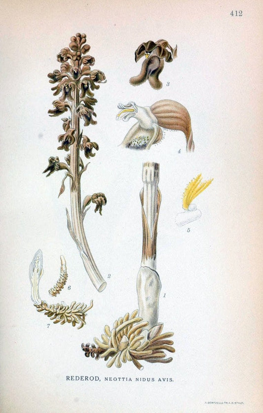 Billeder af nordens flora,.KÃ¸benhavn,G.E.C. Gad's forlag,1917-1927.  | Finland "Pictorial works" Plants Scandinavia  | Vintage Print Reproduction 461330