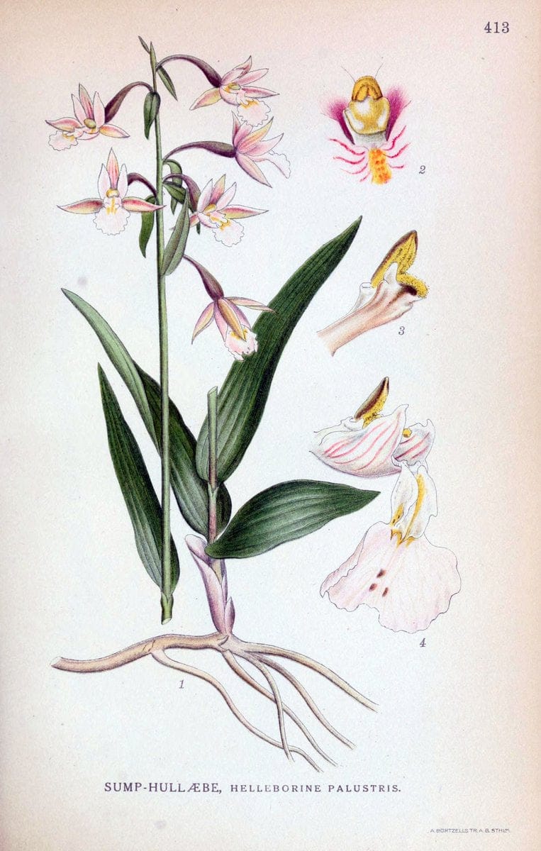 Billeder af nordens flora,.KÃ¸benhavn,G.E.C. Gad's forlag,1917-1927.  | Finland "Pictorial works" Plants Scandinavia  | Vintage Print Reproduction 461331