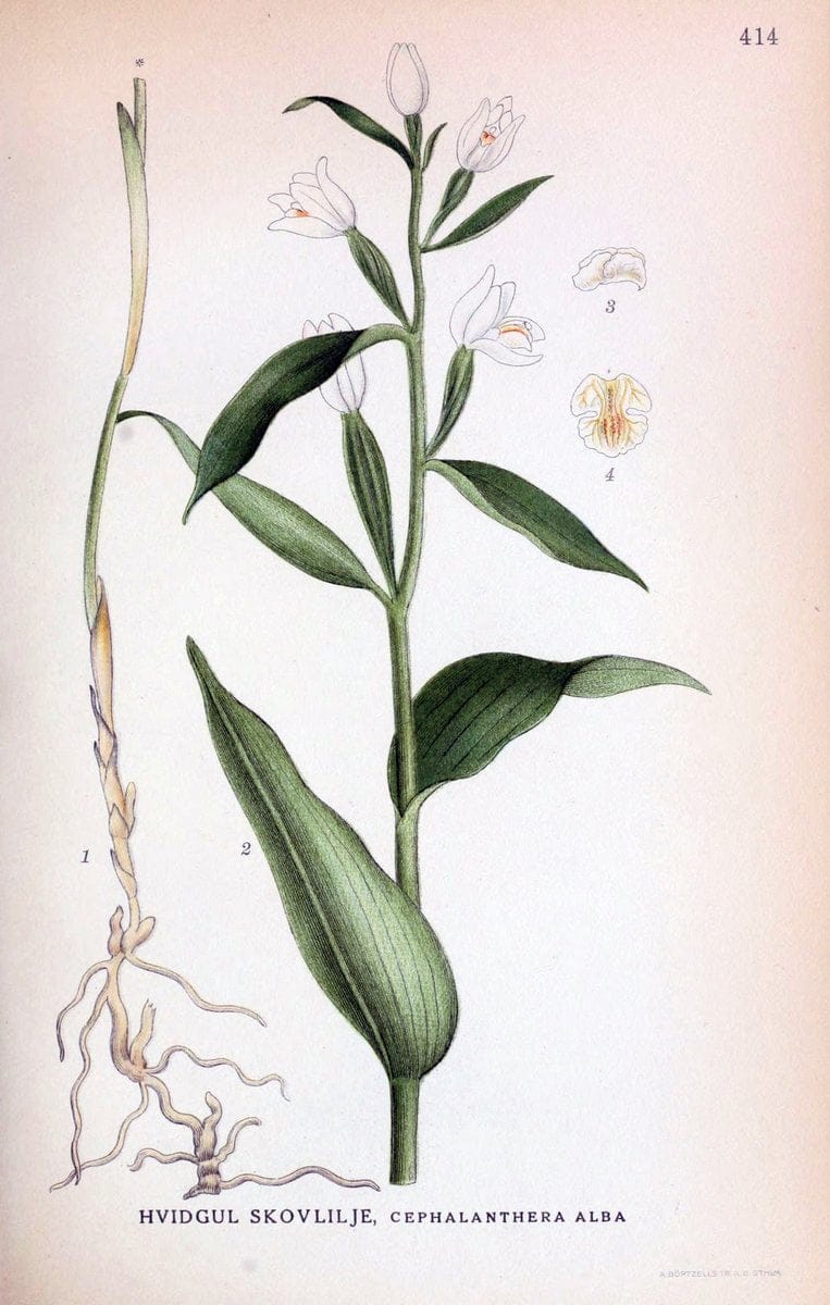 Billeder af nordens flora,.KÃ¸benhavn,G.E.C. Gad's forlag,1917-1927.  | Finland "Pictorial works" Plants Scandinavia  | Vintage Print Reproduction 461332