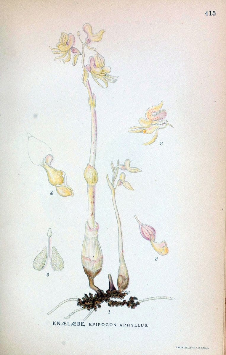 Billeder af nordens flora,.KÃ¸benhavn,G.E.C. Gad's forlag,1917-1927.  | Finland "Pictorial works" Plants Scandinavia  | Vintage Print Reproduction 461333