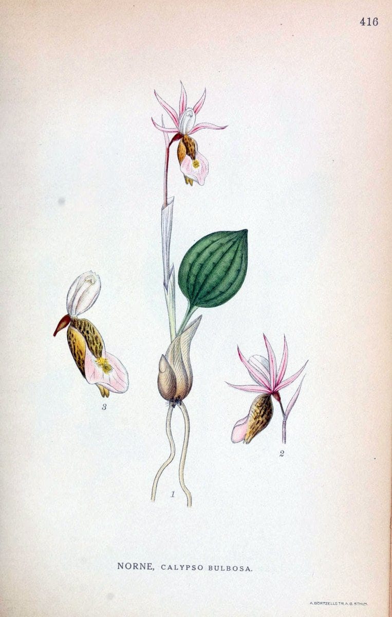 Billeder af nordens flora,.KÃ¸benhavn,G.E.C. Gad's forlag,1917-1927.  | Finland "Pictorial works" Plants Scandinavia  | Vintage Print Reproduction 461334