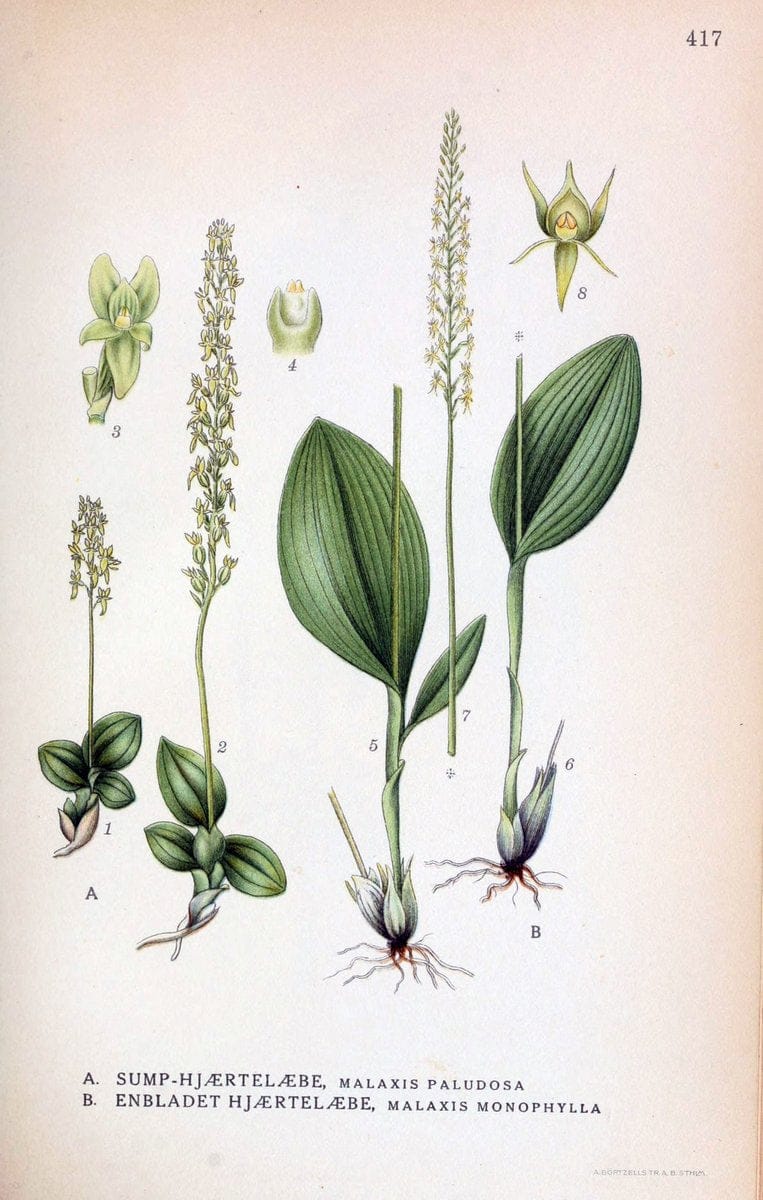 Billeder af nordens flora,.KÃ¸benhavn,G.E.C. Gad's forlag,1917-1927.  | Finland "Pictorial works" Plants Scandinavia  | Vintage Print Reproduction 461335