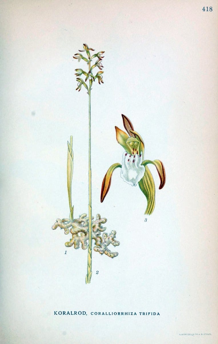 Billeder af nordens flora,.KÃ¸benhavn,G.E.C. Gad's forlag,1917-1927.  | Finland "Pictorial works" Plants Scandinavia  | Vintage Print Reproduction 461336