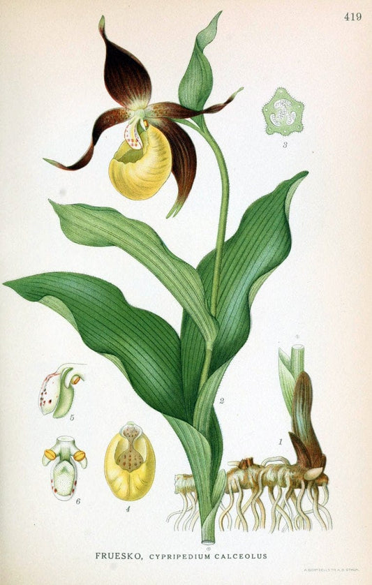 Billeder af nordens flora,.KÃ¸benhavn,G.E.C. Gad's forlag,1917-1927.  | Finland "Pictorial works" Plants Scandinavia  | Vintage Print Reproduction 461337