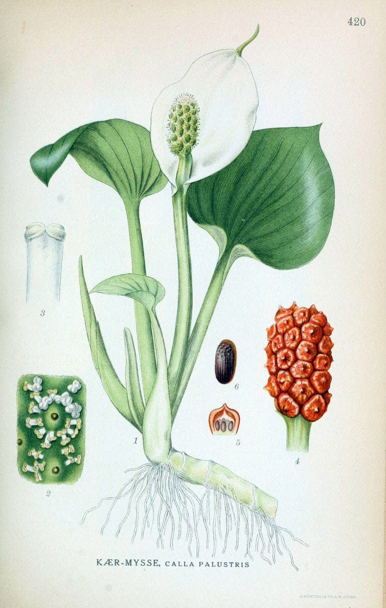 Billeder af nordens flora,.KÃ¸benhavn,G.E.C. Gad's forlag,1917-1927.  | Finland "Pictorial works" Plants Scandinavia  | Vintage Print Reproduction 461338