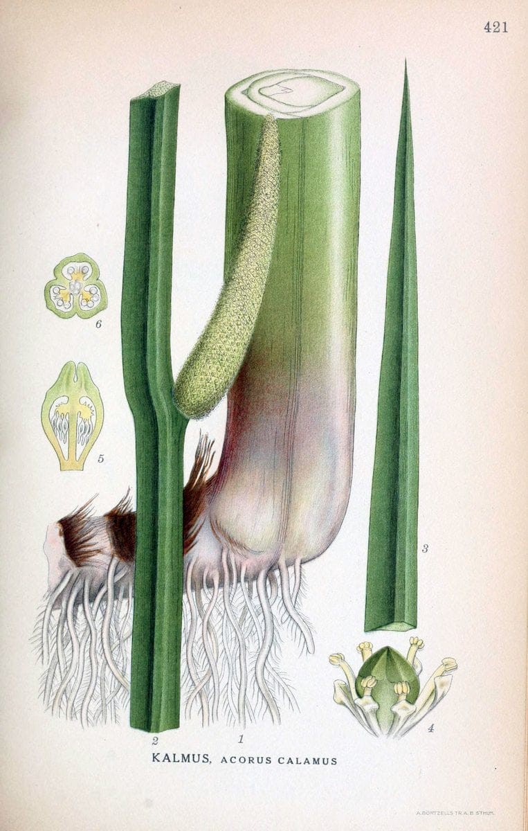 Billeder af nordens flora,.KÃ¸benhavn,G.E.C. Gad's forlag,1917-1927.  | Finland "Pictorial works" Plants Scandinavia  | Vintage Print Reproduction 461339