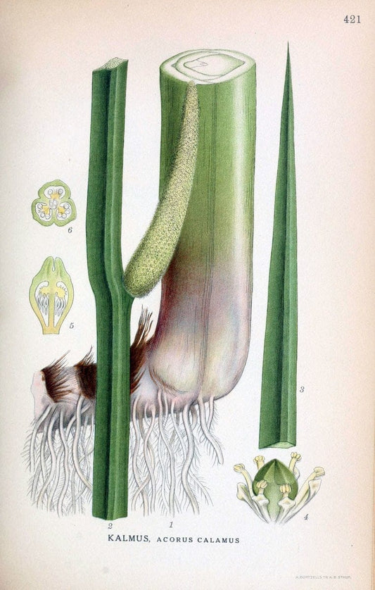Billeder af nordens flora,.KÃ¸benhavn,G.E.C. Gad's forlag,1917-1927.  | Finland "Pictorial works" Plants Scandinavia  | Vintage Print Reproduction 461339