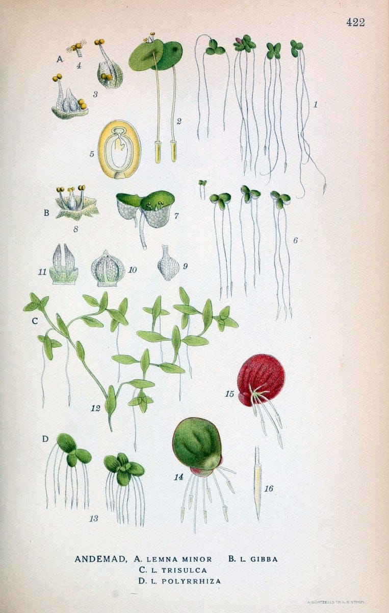 Billeder af nordens flora,.KÃ¸benhavn,G.E.C. Gad's forlag,1917-1927.  | Finland "Pictorial works" Plants Scandinavia  | Vintage Print Reproduction 461340