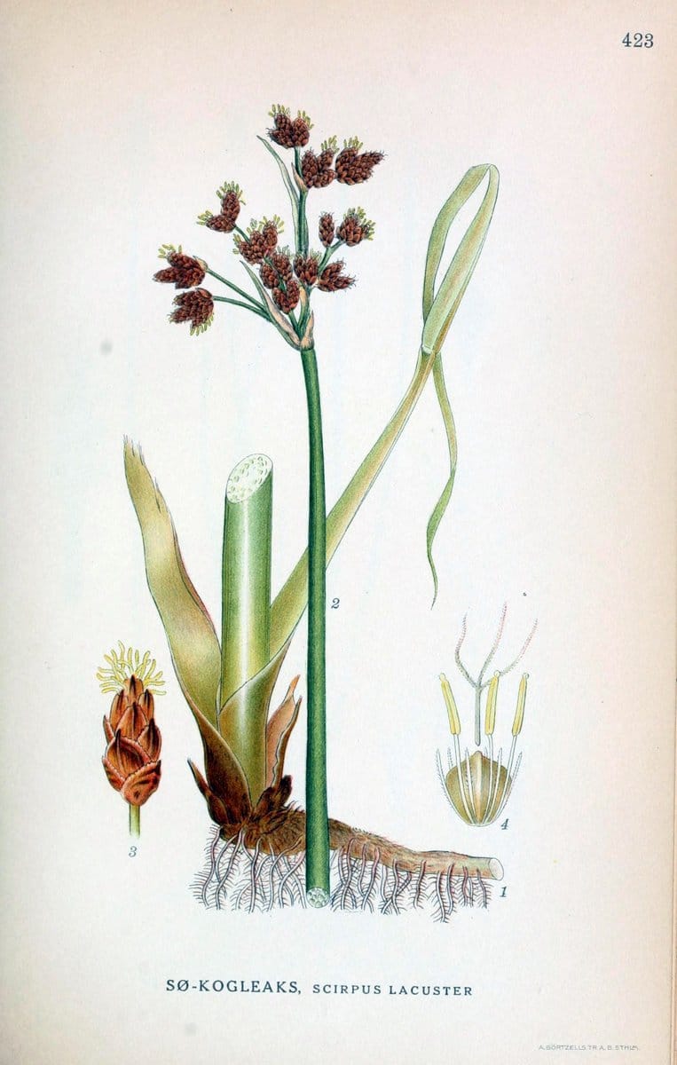 Billeder af nordens flora,.KÃ¸benhavn,G.E.C. Gad's forlag,1917-1927.  | Finland "Pictorial works" Plants Scandinavia  | Vintage Print Reproduction 461341