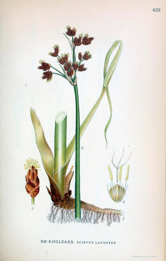 Billeder af nordens flora,.KÃ¸benhavn,G.E.C. Gad's forlag,1917-1927.  | Finland "Pictorial works" Plants Scandinavia  | Vintage Print Reproduction 461341