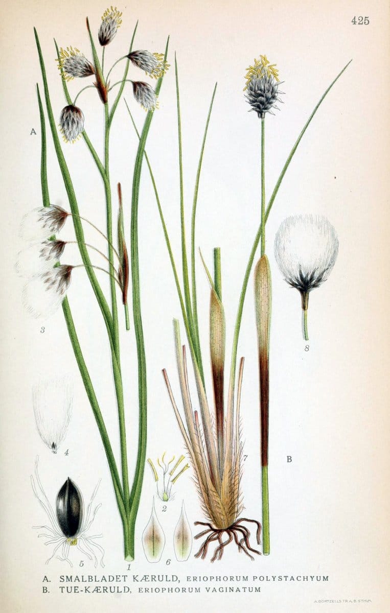 Billeder af nordens flora,.KÃ¸benhavn,G.E.C. Gad's forlag,1917-1927.  | Finland "Pictorial works" Plants Scandinavia  | Vintage Print Reproduction 461342