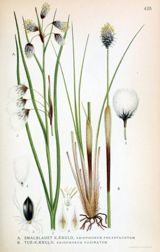 Billeder af nordens flora,.KÃ¸benhavn,G.E.C. Gad's forlag,1917-1927.  | Finland "Pictorial works" Plants Scandinavia  | Vintage Print Reproduction 461342