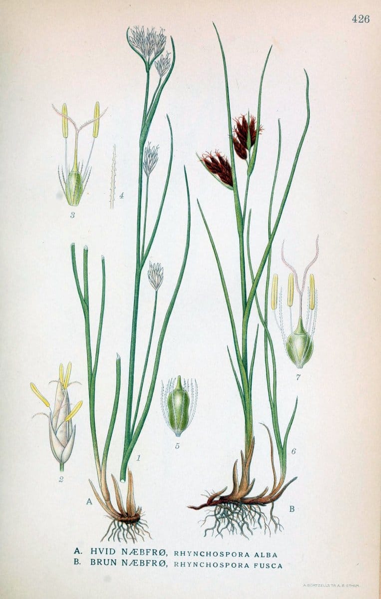 Billeder af nordens flora,.KÃ¸benhavn,G.E.C. Gad's forlag,1917-1927.  | Finland "Pictorial works" Plants Scandinavia  | Vintage Print Reproduction 461343