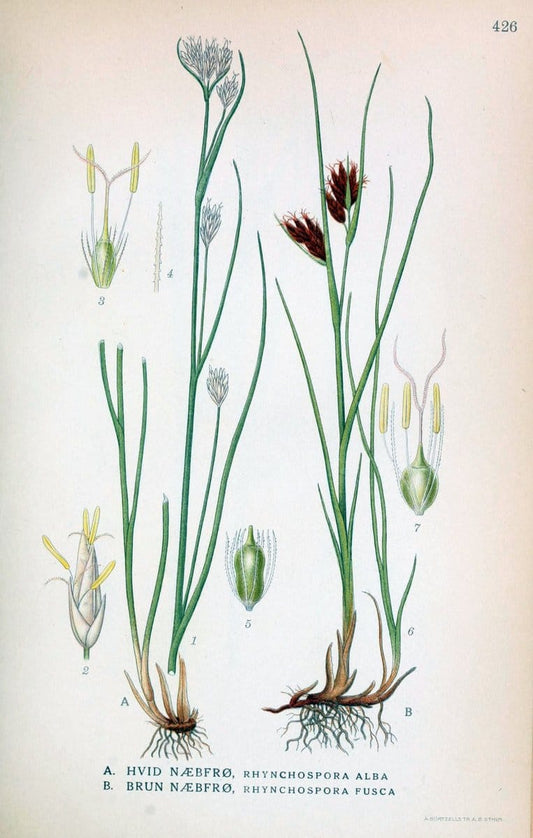 Billeder af nordens flora,.KÃ¸benhavn,G.E.C. Gad's forlag,1917-1927.  | Finland "Pictorial works" Plants Scandinavia  | Vintage Print Reproduction 461343