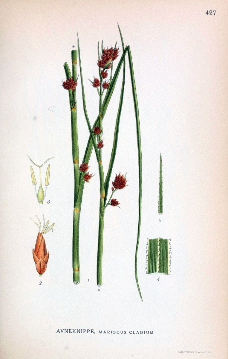 Billeder af nordens flora,.KÃ¸benhavn,G.E.C. Gad's forlag,1917-1927.  | Finland "Pictorial works" Plants Scandinavia  | Vintage Print Reproduction 461344