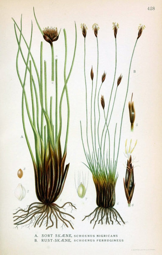 Billeder af nordens flora,.KÃ¸benhavn,G.E.C. Gad's forlag,1917-1927.  | Finland "Pictorial works" Plants Scandinavia  | Vintage Print Reproduction 461345