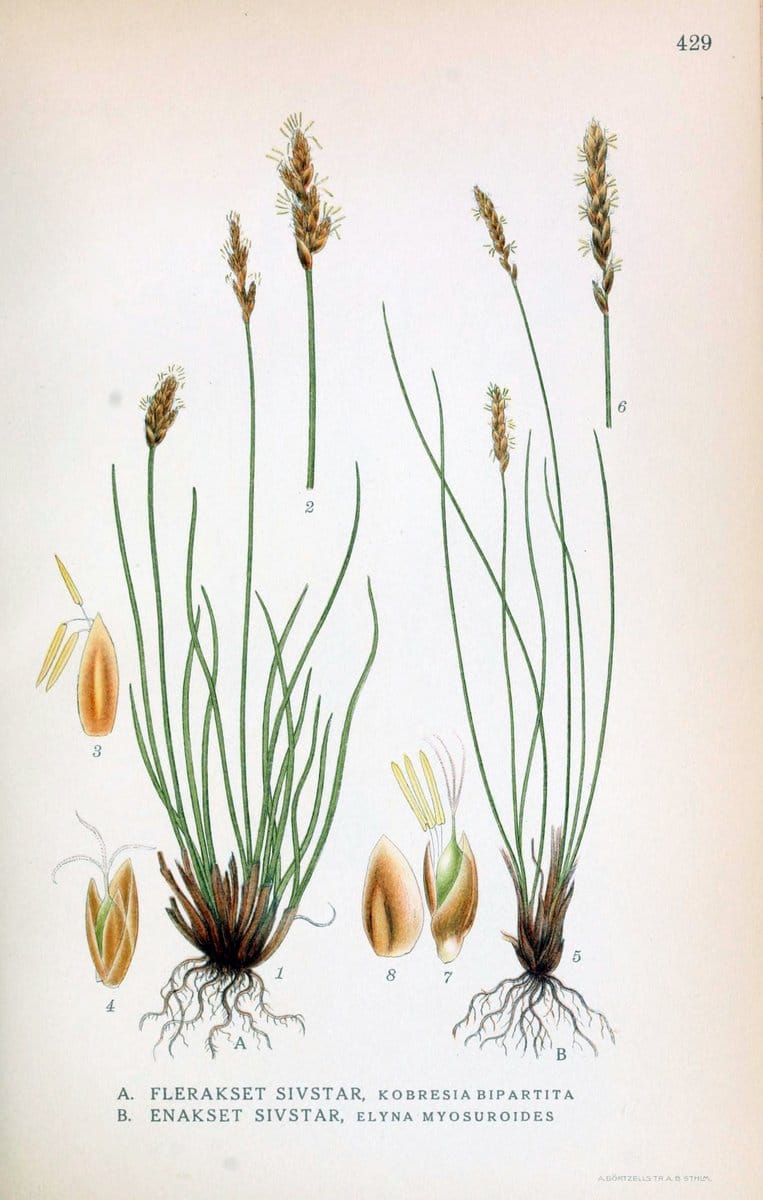 Billeder af nordens flora,.KÃ¸benhavn,G.E.C. Gad's forlag,1917-1927.  | Finland "Pictorial works" Plants Scandinavia  | Vintage Print Reproduction 461346