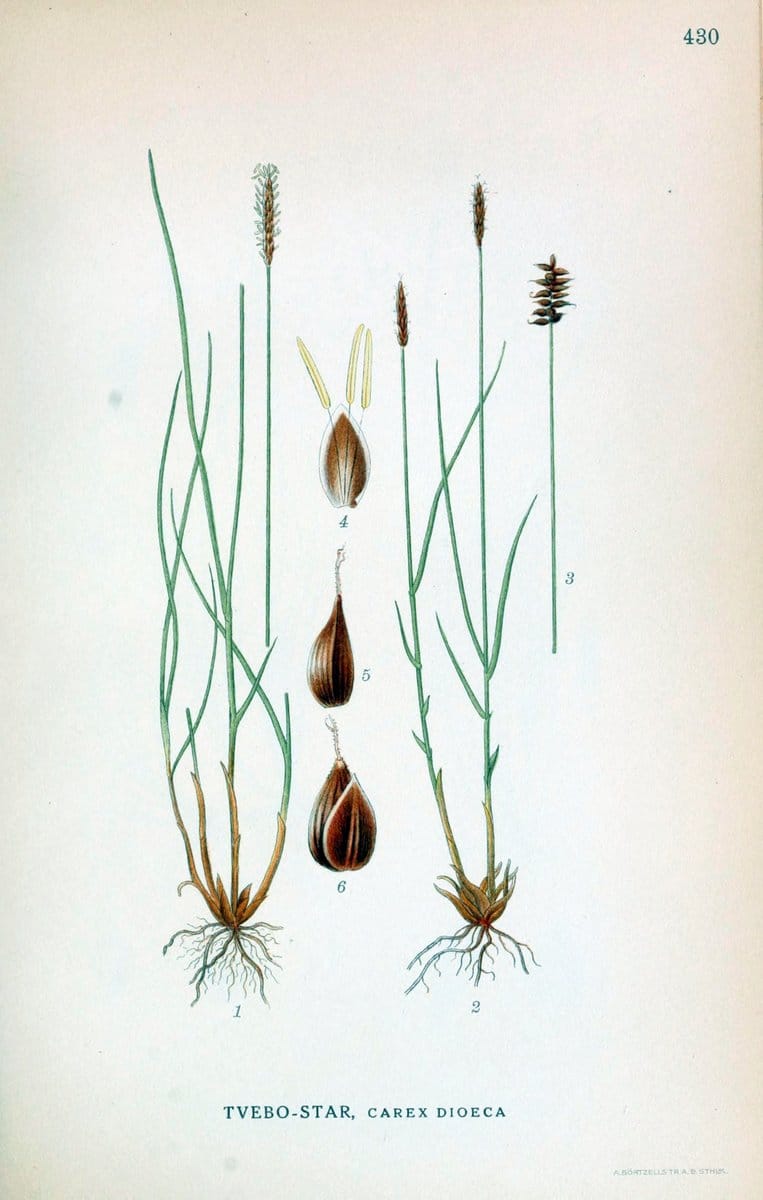 Billeder af nordens flora,.KÃ¸benhavn,G.E.C. Gad's forlag,1917-1927.  | Finland "Pictorial works" Plants Scandinavia  | Vintage Print Reproduction 461347