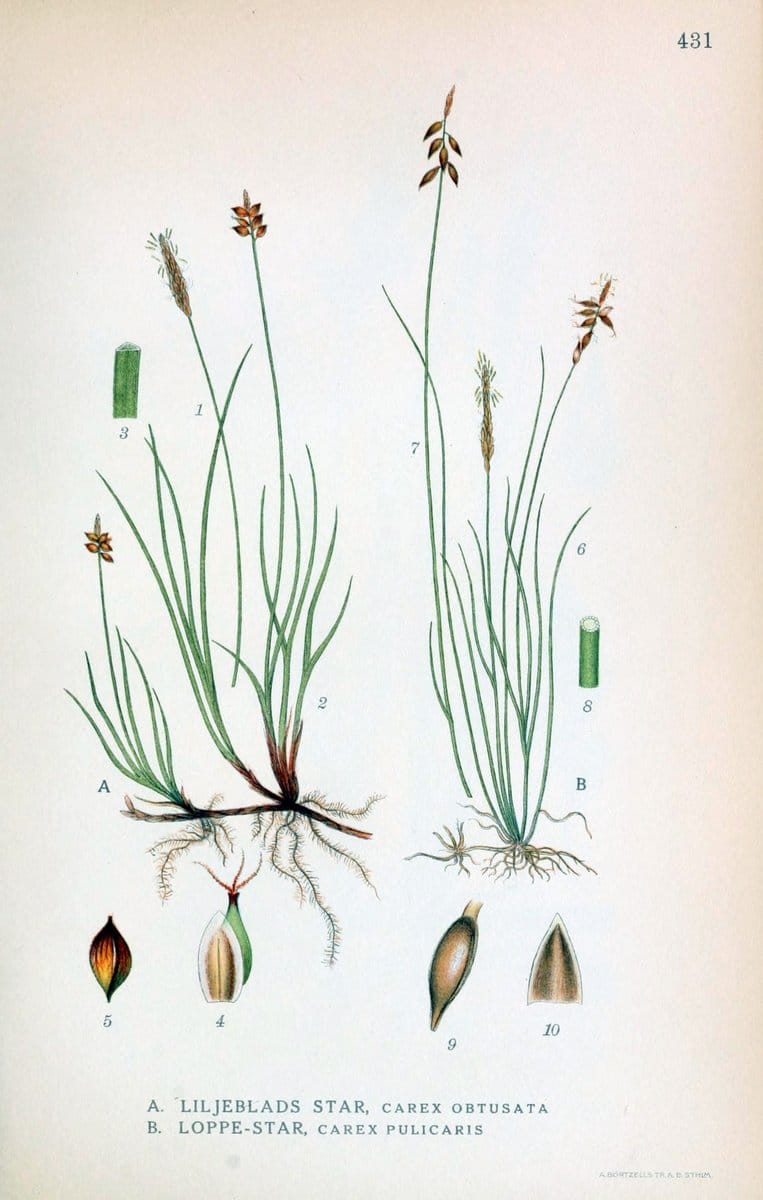 Billeder af nordens flora,.KÃ¸benhavn,G.E.C. Gad's forlag,1917-1927.  | Finland "Pictorial works" Plants Scandinavia  | Vintage Print Reproduction 461348