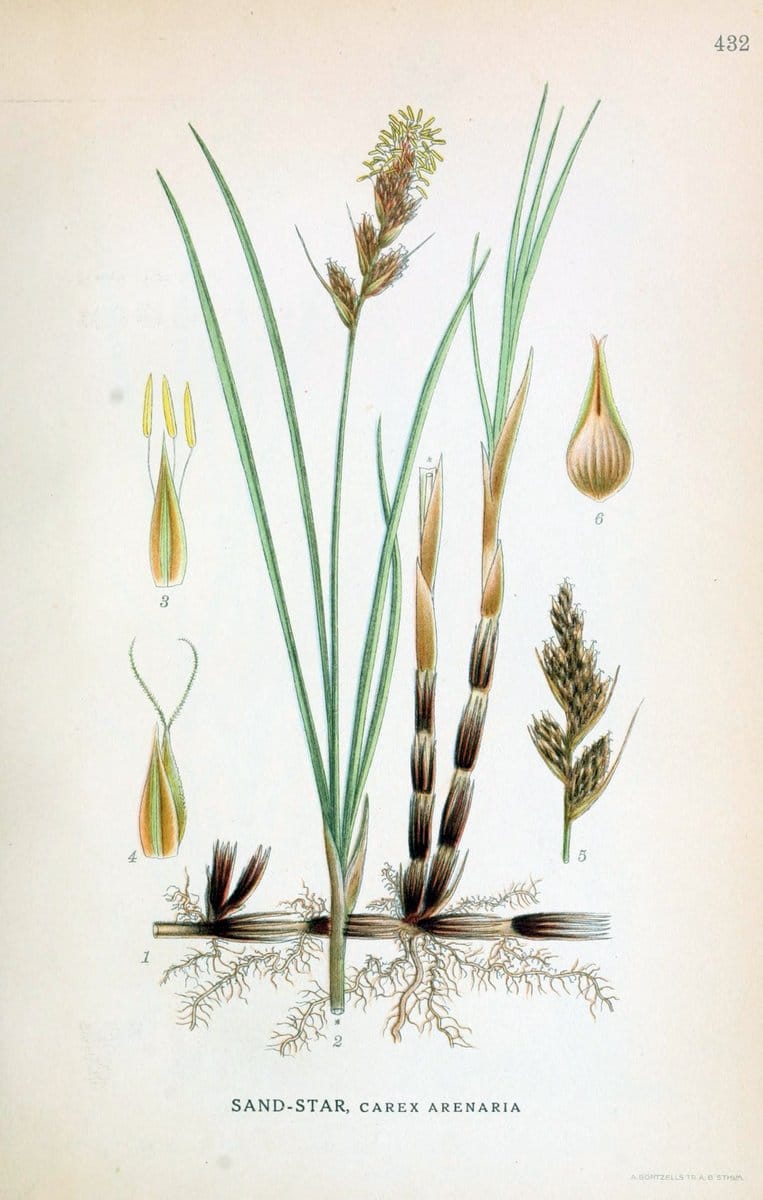 Billeder af nordens flora,.KÃ¸benhavn,G.E.C. Gad's forlag,1917-1927.  | Finland "Pictorial works" Plants Scandinavia  | Vintage Print Reproduction 461349