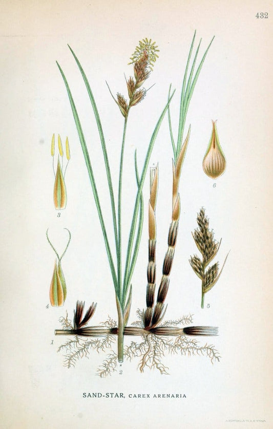 Billeder af nordens flora,.KÃ¸benhavn,G.E.C. Gad's forlag,1917-1927.  | Finland "Pictorial works" Plants Scandinavia  | Vintage Print Reproduction 461349