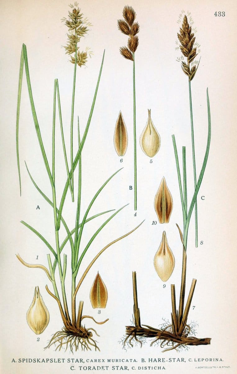 Billeder af nordens flora,.KÃ¸benhavn,G.E.C. Gad's forlag,1917-1927.  | Finland "Pictorial works" Plants Scandinavia  | Vintage Print Reproduction 461350