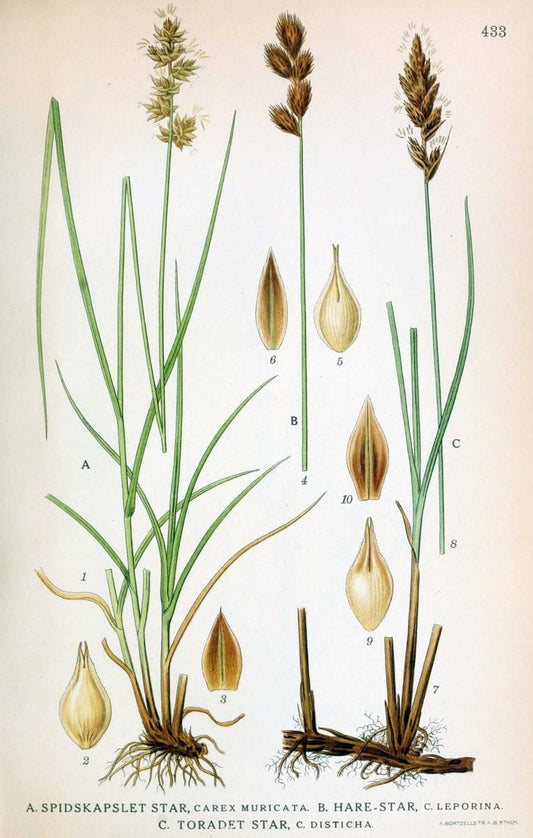 Billeder af nordens flora,.KÃ¸benhavn,G.E.C. Gad's forlag,1917-1927.  | Finland "Pictorial works" Plants Scandinavia  | Vintage Print Reproduction 461350