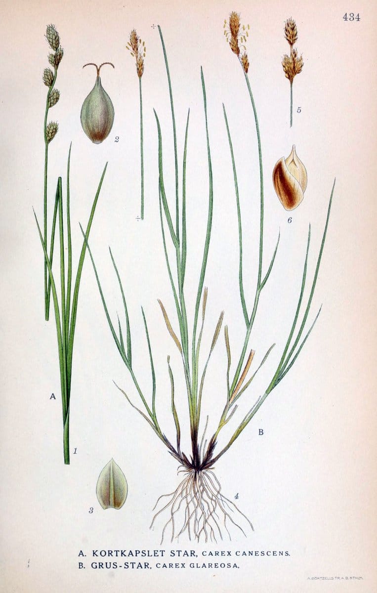 Billeder af nordens flora,.KÃ¸benhavn,G.E.C. Gad's forlag,1917-1927.  | Finland "Pictorial works" Plants Scandinavia  | Vintage Print Reproduction 461351