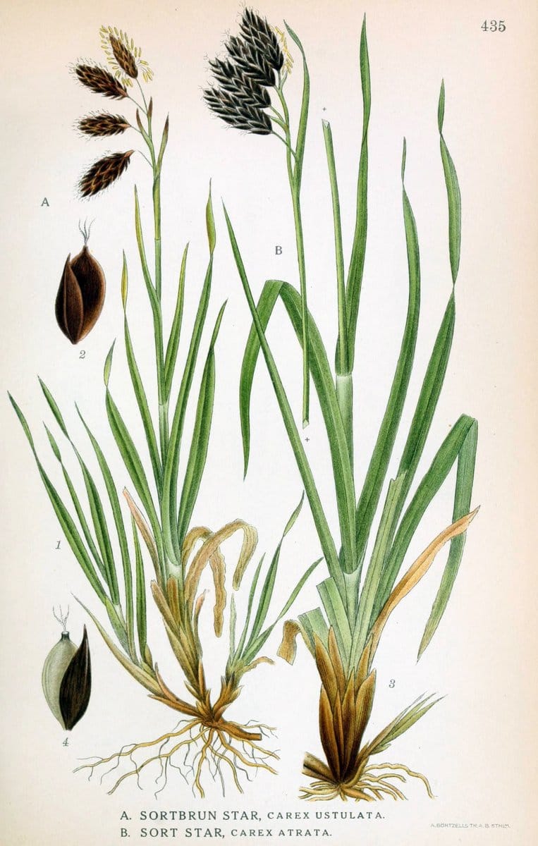 Billeder af nordens flora,.KÃ¸benhavn,G.E.C. Gad's forlag,1917-1927.  | Finland "Pictorial works" Plants Scandinavia  | Vintage Print Reproduction 461352