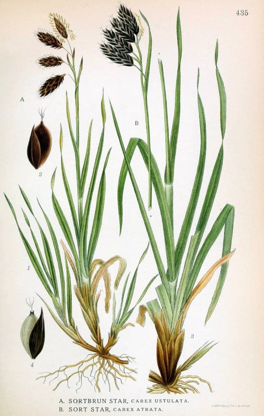 Billeder af nordens flora,.KÃ¸benhavn,G.E.C. Gad's forlag,1917-1927.  | Finland "Pictorial works" Plants Scandinavia  | Vintage Print Reproduction 461352