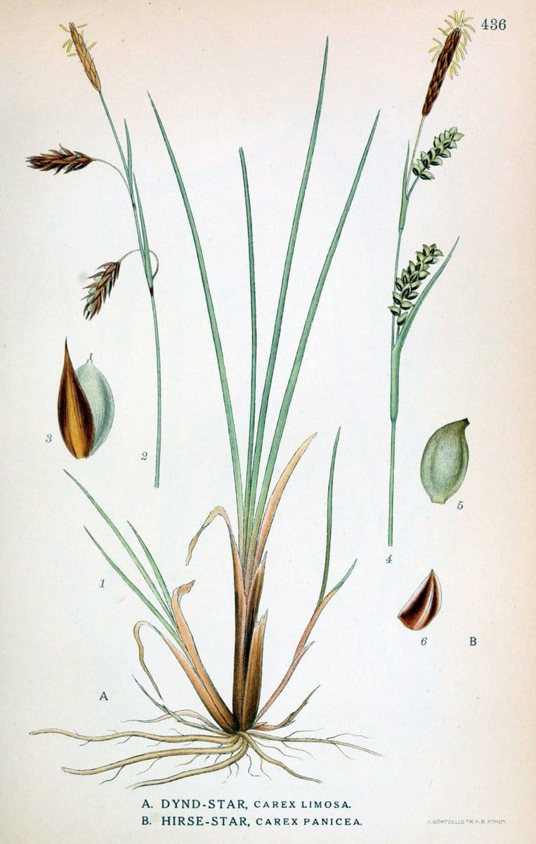 Billeder af nordens flora,.KÃ¸benhavn,G.E.C. Gad's forlag,1917-1927.  | Finland "Pictorial works" Plants Scandinavia  | Vintage Print Reproduction 461353