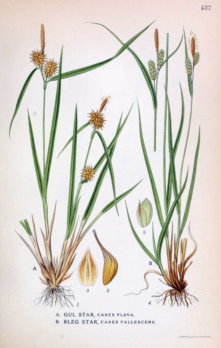 Billeder af nordens flora,.KÃ¸benhavn,G.E.C. Gad's forlag,1917-1927.  | Finland "Pictorial works" Plants Scandinavia  | Vintage Print Reproduction 461354