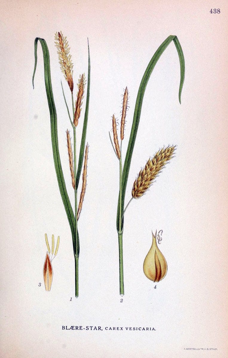 Billeder af nordens flora,.KÃ¸benhavn,G.E.C. Gad's forlag,1917-1927.  | Finland "Pictorial works" Plants Scandinavia  | Vintage Print Reproduction 461355