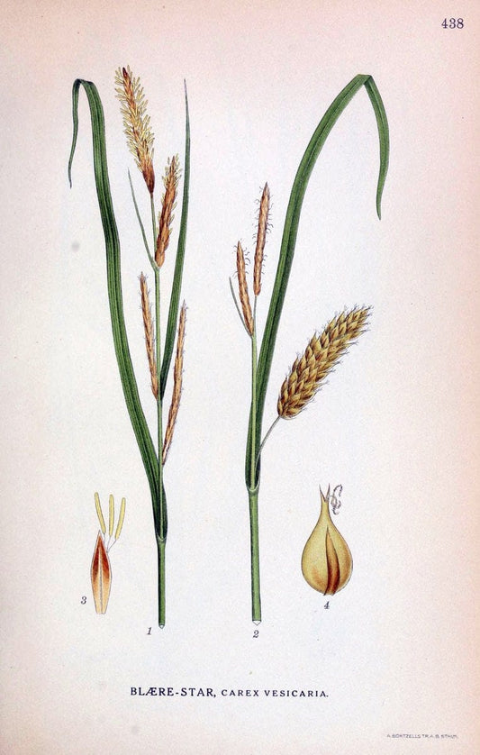 Billeder af nordens flora,.KÃ¸benhavn,G.E.C. Gad's forlag,1917-1927.  | Finland "Pictorial works" Plants Scandinavia  | Vintage Print Reproduction 461355