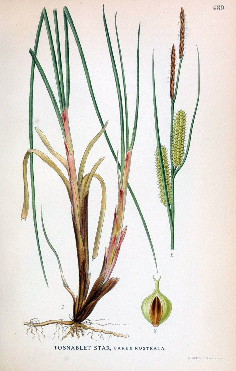 Billeder af nordens flora,.KÃ¸benhavn,G.E.C. Gad's forlag,1917-1927.  | Finland "Pictorial works" Plants Scandinavia  | Vintage Print Reproduction 461356