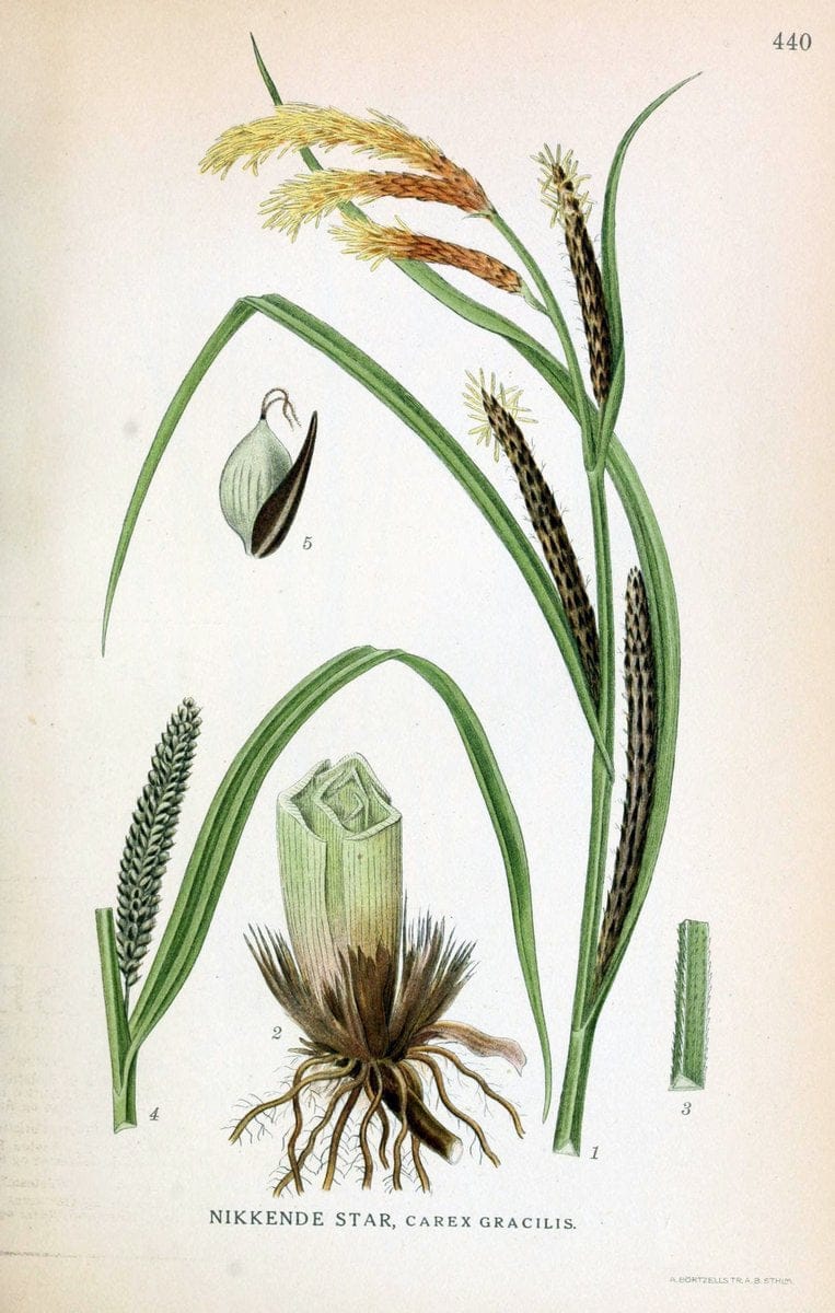 Billeder af nordens flora,.KÃ¸benhavn,G.E.C. Gad's forlag,1917-1927.  | Finland "Pictorial works" Plants Scandinavia  | Vintage Print Reproduction 461357