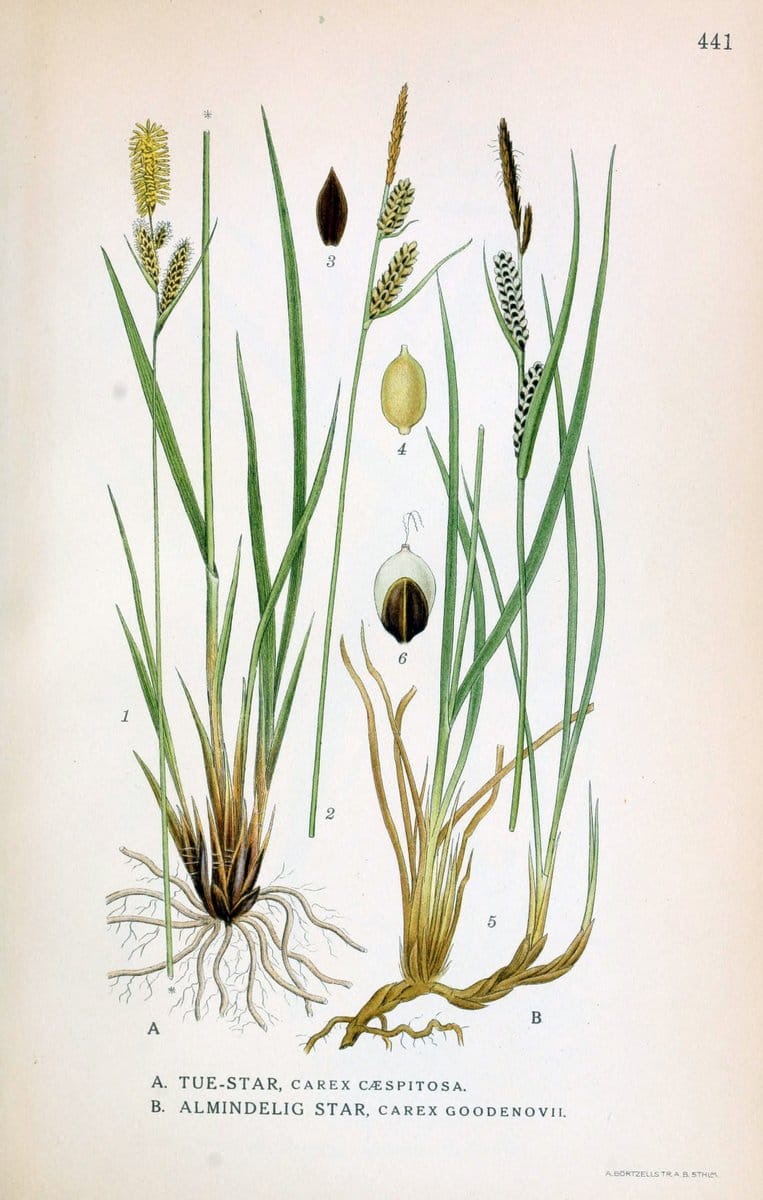 Billeder af nordens flora,.KÃ¸benhavn,G.E.C. Gad's forlag,1917-1927.  | Finland "Pictorial works" Plants Scandinavia  | Vintage Print Reproduction 461358