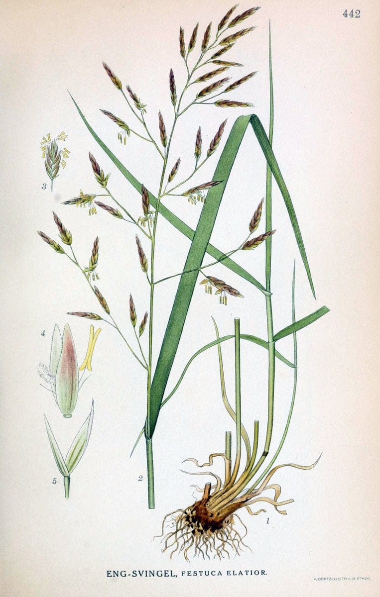 Billeder af nordens flora,.KÃ¸benhavn,G.E.C. Gad's forlag,1917-1927.  | Finland "Pictorial works" Plants Scandinavia  | Vintage Print Reproduction 461359