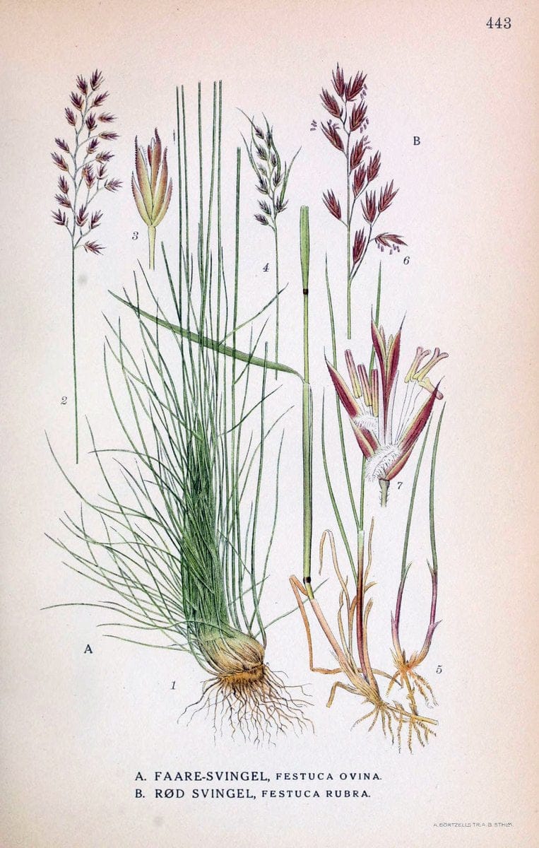 Billeder af nordens flora,.KÃ¸benhavn,G.E.C. Gad's forlag,1917-1927.  | Finland "Pictorial works" Plants Scandinavia  | Vintage Print Reproduction 461360