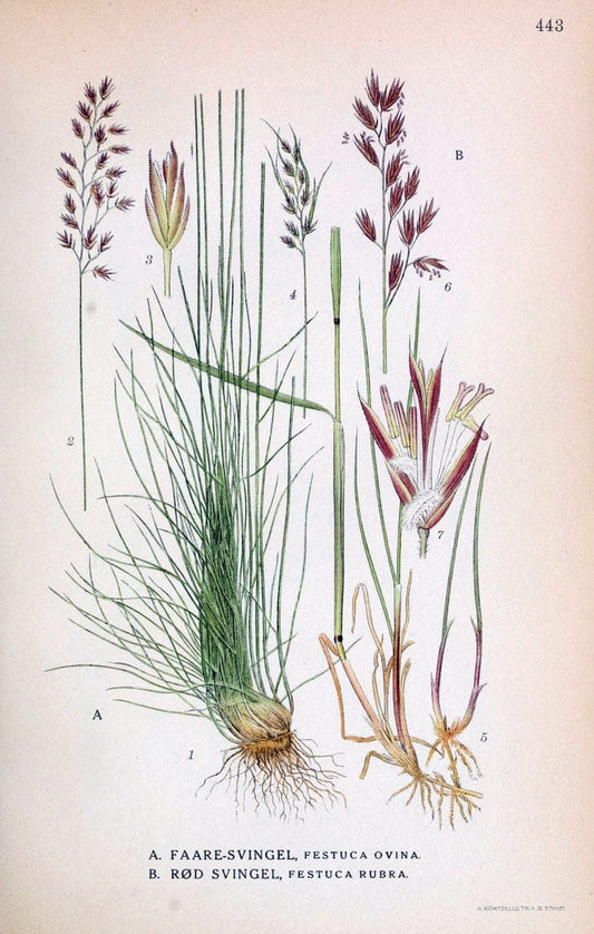 Billeder af nordens flora,.KÃ¸benhavn,G.E.C. Gad's forlag,1917-1927.  | Finland "Pictorial works" Plants Scandinavia  | Vintage Print Reproduction 461360