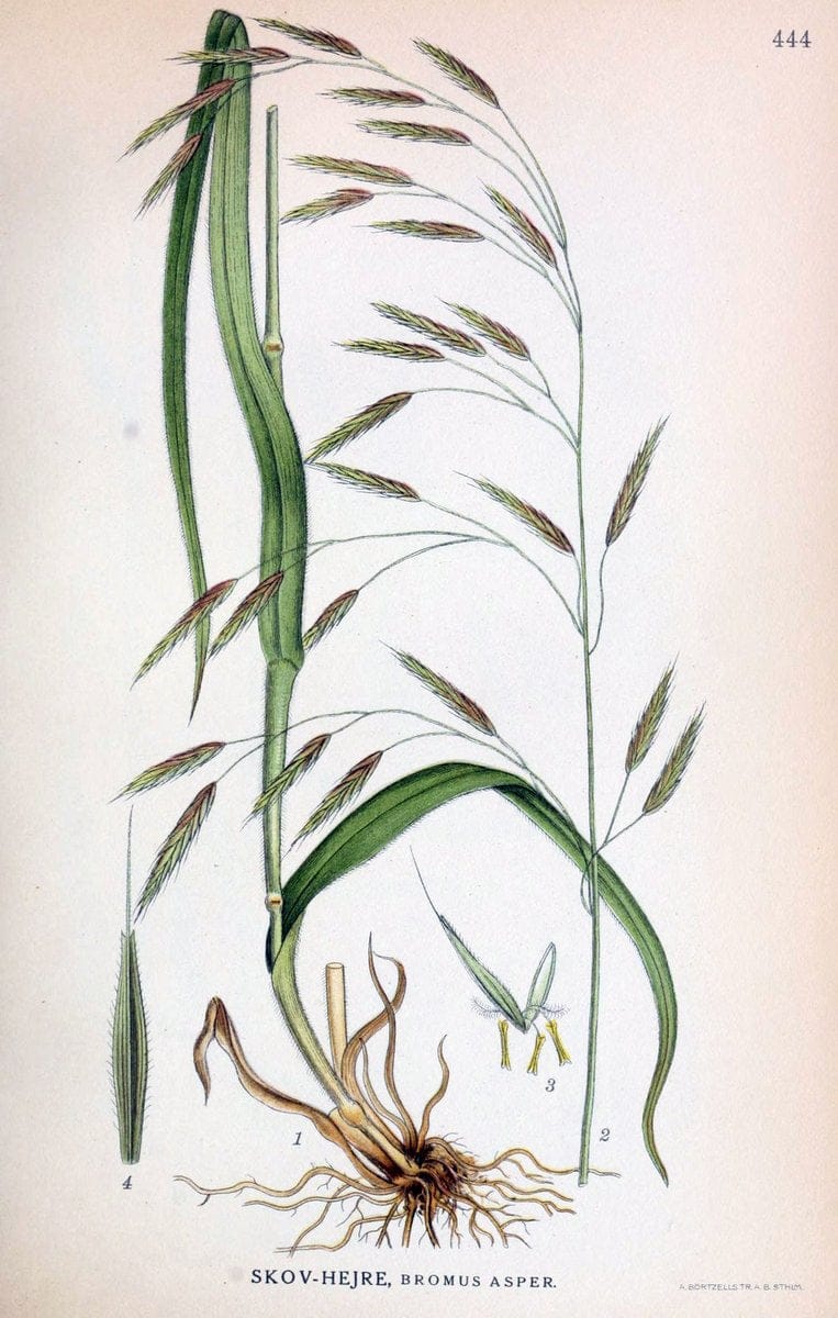 Billeder af nordens flora,.KÃ¸benhavn,G.E.C. Gad's forlag,1917-1927.  | Finland "Pictorial works" Plants Scandinavia  | Vintage Print Reproduction 461361