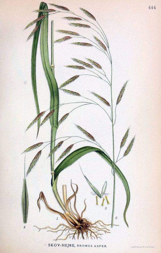 Billeder af nordens flora,.KÃ¸benhavn,G.E.C. Gad's forlag,1917-1927.  | Finland "Pictorial works" Plants Scandinavia  | Vintage Print Reproduction 461361
