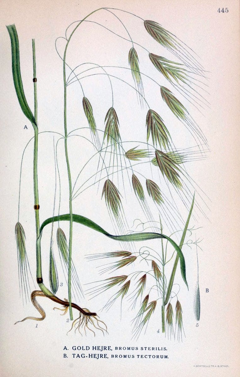 Billeder af nordens flora,.KÃ¸benhavn,G.E.C. Gad's forlag,1917-1927.  | Finland "Pictorial works" Plants Scandinavia  | Vintage Print Reproduction 461362