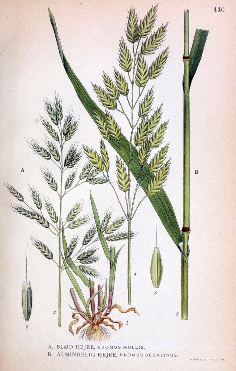 Billeder af nordens flora,.KÃ¸benhavn,G.E.C. Gad's forlag,1917-1927.  | Finland "Pictorial works" Plants Scandinavia  | Vintage Print Reproduction 461363