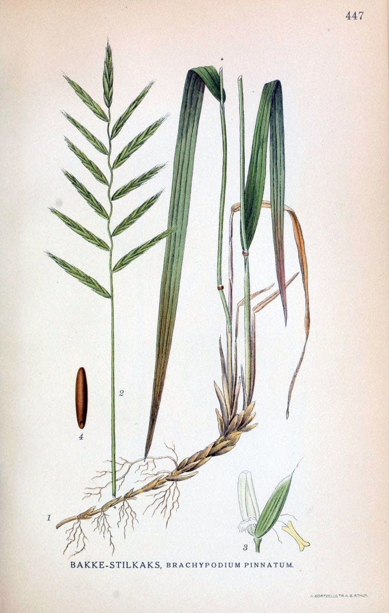 Billeder af nordens flora,.KÃ¸benhavn,G.E.C. Gad's forlag,1917-1927.  | Finland "Pictorial works" Plants Scandinavia  | Vintage Print Reproduction 461364